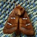 Chain Fern Borer Moth - Hodges#9481 - photo 2