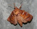 Chain Fern Borer Moth - Hodges#9481 - photo 3