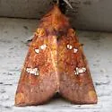 Sullivan’s Switch Cane Borer - Hodges#9464.1 - photo 3
