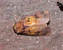 Sullivan’s Switch Cane Borer - Hodges#9464.1 - photo 4