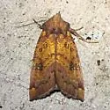 Sullivan’s Switch Cane Borer - Hodges#9464.1 - photo 5