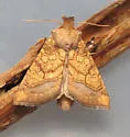 Water Willow Stem Borer - Hodges#9467