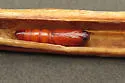 Water Willow Stem Borer - Hodges#9467 - photo 2