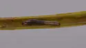 Water Willow Stem Borer - Hodges#9467 - photo 3