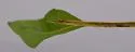 Water Willow Stem Borer - Hodges#9467 - photo 4