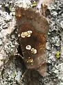 Meadow-Rue Borer - Hodges#9509 - photo 4