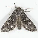 Papestra cristifera - Hodges#10312