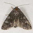 Papestra invalida - Hodges#10314