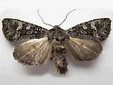 Papestra invalida - Hodges#10314 - photo 2