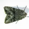 Papestra quadrata - Hodges#10310
