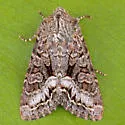 Papestra quadrata - Hodges#10310 - photo 3