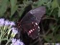 Ruby-spotted Swallowtail - Hodges#4183