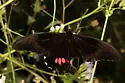 Ruby-spotted Swallowtail - Hodges#4183 - photo 2