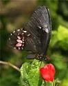 Ruby-spotted Swallowtail - Hodges#4183 - photo 3