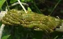 Ruby-spotted Swallowtail - Hodges#4183 - photo 4
