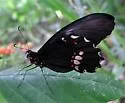 Ruby-spotted Swallowtail - Hodges#4183 - photo 5