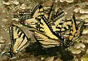 Appalachian Tiger Swallowtail - Hodges#4183.3