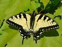 Appalachian Tiger Swallowtail - Hodges#4183.3 - photo 2