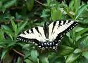 Appalachian Tiger Swallowtail - Hodges#4183.3 - photo 3