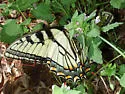 Appalachian Tiger Swallowtail - Hodges#4183.3 - photo 4