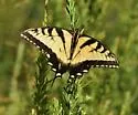Appalachian Tiger Swallowtail - Hodges#4183.3 - photo 5