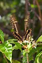 Schaus' Swallowtail - Hodges#4171