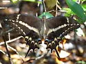 Schaus' Swallowtail - Hodges#4171 - photo 2