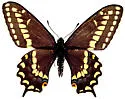 Short-tailed Swallowtail - Hodges#4163 - photo 2
