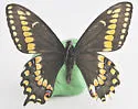 Short-tailed Swallowtail - Hodges#4163 - photo 3