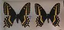 Short-tailed Swallowtail - Hodges#4163 - photo 4
