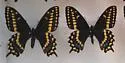 Short-tailed Swallowtail - Hodges#4163 - photo 5
