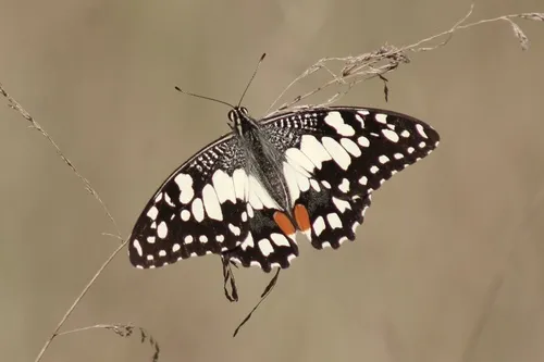 Lime Swallowtail
