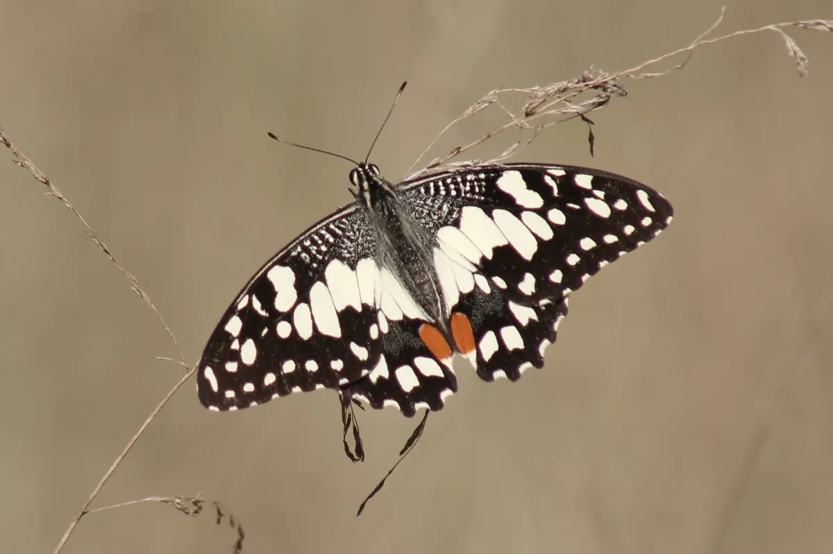 Lime Swallowtail - photo 3