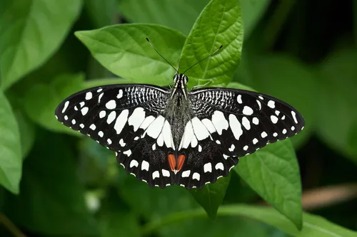 Lime Swallowtail - photo 5