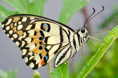 Lime Swallowtail - photo 6