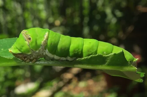 Lime Swallowtail - photo 8