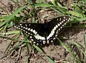 Indra Swallowtail - Hodges#4168