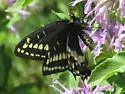 Indra Swallowtail - Hodges#4168 - photo 2