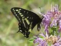 Indra Swallowtail - Hodges#4168 - photo 3