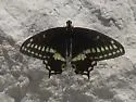 Indra Swallowtail - Hodges#4168 - photo 4