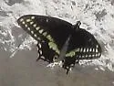 Indra Swallowtail - Hodges#4168 - photo 5
