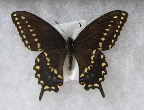 Ozark Swallowtail - Hodges#4160