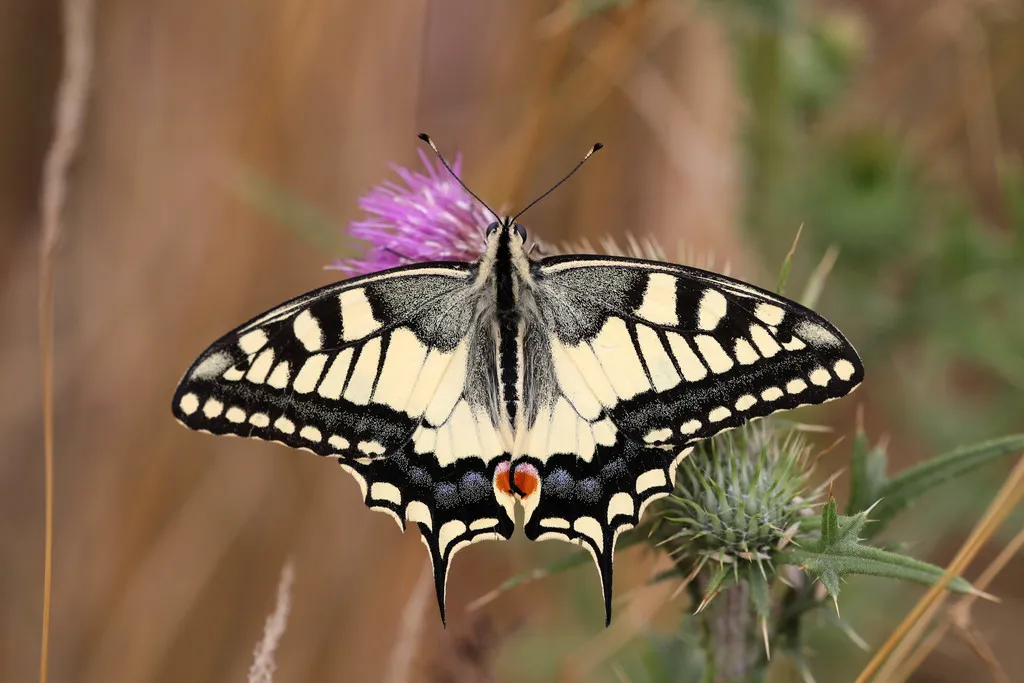 Old World Swallowtail - photo 2