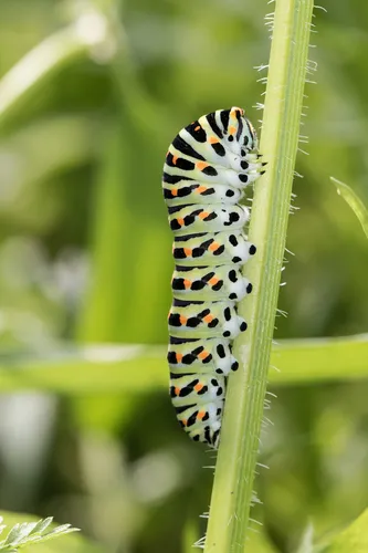 Old World Swallowtail - photo 5