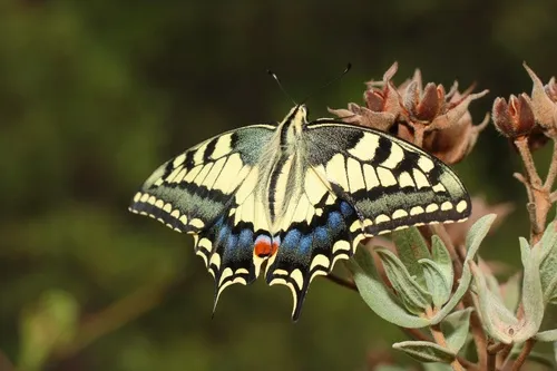 Old World Swallowtail - photo 6