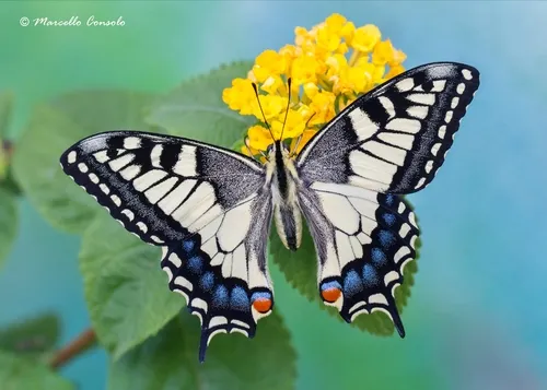 Old World Swallowtail - photo 7