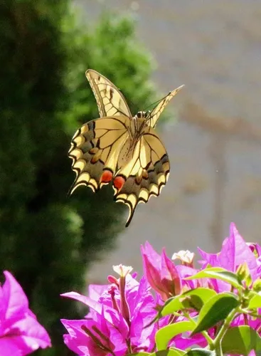 Old World Swallowtail - photo 8