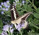 Ornythion Swallowtail - Hodges#4174