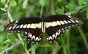 Ornythion Swallowtail - Hodges#4174 - photo 2