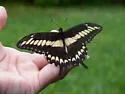 Ornythion Swallowtail - Hodges#4174 - photo 3